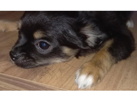 Safkan tüylü chihuahua 2 erkek yavru