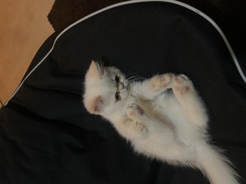 Exotic shorthair yavru 2.5 aylık
