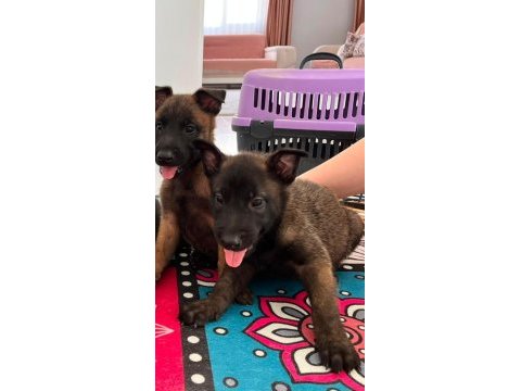 Tartısılmaz malinois bebekler