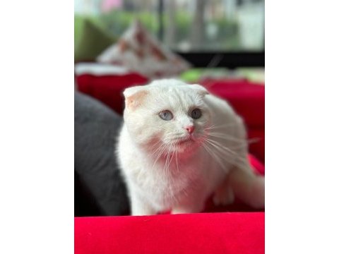 10 aylık scottish fold