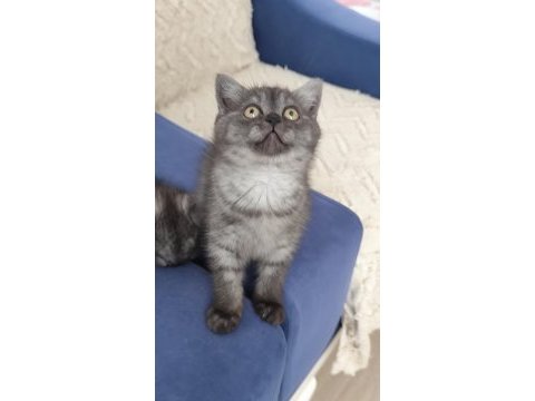 Yeni yuvalarını arayan kediler ücretsiz sahiplen