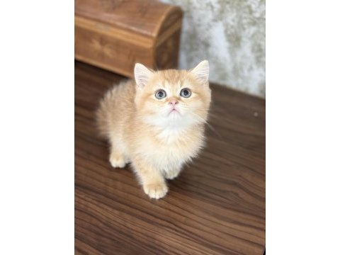 Golden iki aylık kedimiz