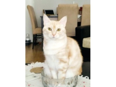 Güzeller güzeli dişi kedimize yuva arıyoruz