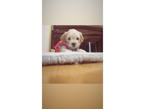Son 2 maltipoo ev ortamı orjinal