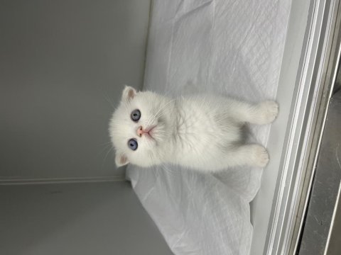 Scottish fold orjinal top kafa yavrular