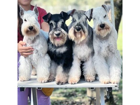 Fcı şecereli miniature schnauzer
