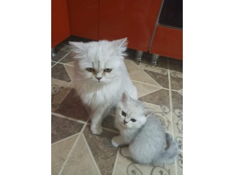 British longhair kedimiz için detay görüşülür