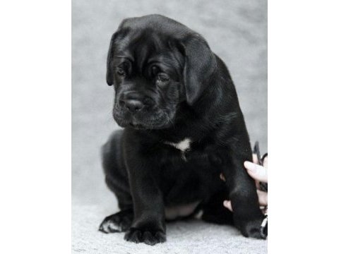 Safkan cane corso italiano