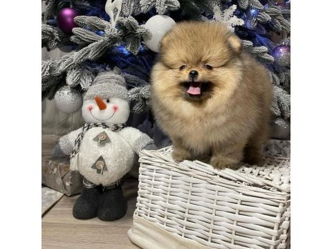 Irk garantili pomeranian yavruları