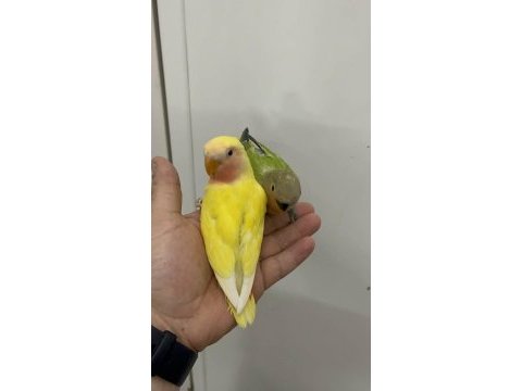 10 adet sevda papağanı