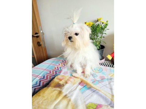 Kore maltese