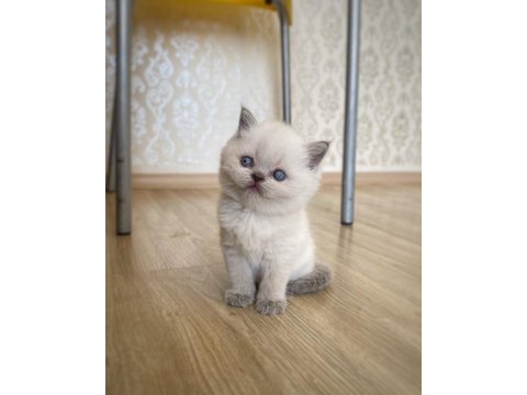 A kalite british shorthair bebekler