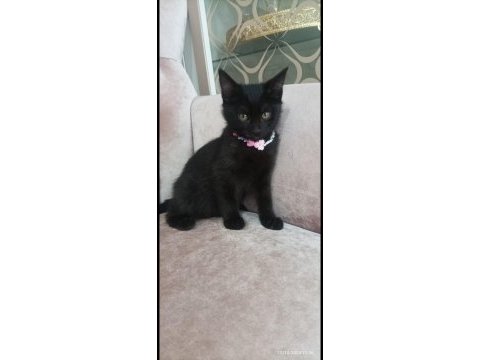 Siyah panter kedimiz