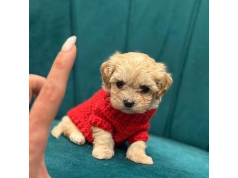 Mağazamızdan maltipoo yavrularımız