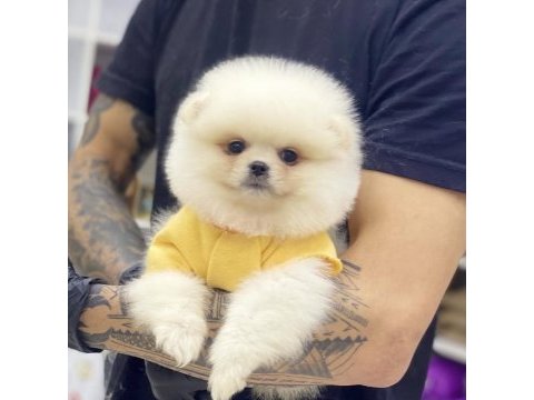 Pomeranian boo bakımlı köpekler