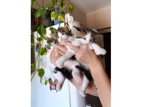 İşin ehlinden sağlıklı ve şirin maine coon yavrular