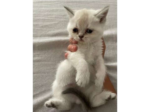 Miniklerim yeni yuvalarına gitmeye hazır