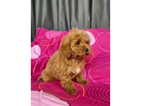 Mini boy maltipoo erkek yavrularımız
