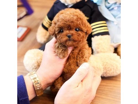 Toy poodle yavrularımız