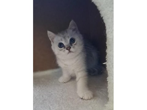 British shorthair silver erkek