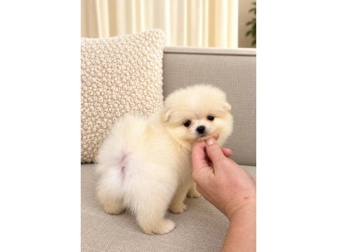 Minicik ayıcık erkek pomeranian boo köpekler