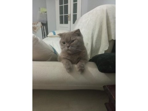 2 yaşında uysal dişi scottish fold kedimiz