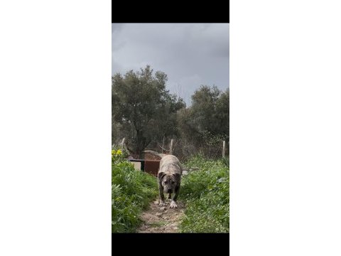 Yavru safkan dişi presa canario
