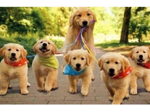 Teslime hazır golden retriever bebekler