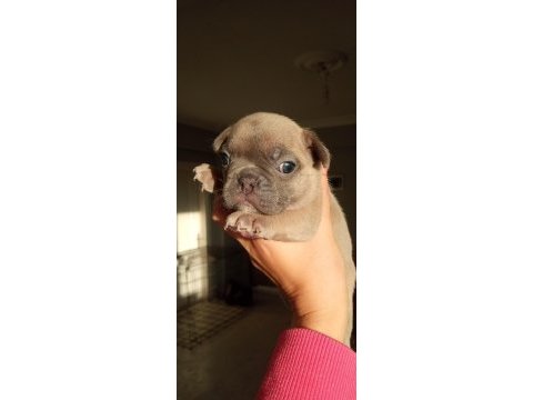 Egzotic blue french bulldog kaliteli bebekler