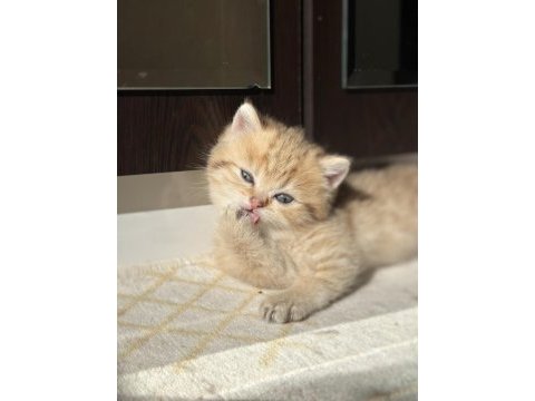 Golden erkek british shorthair yavru