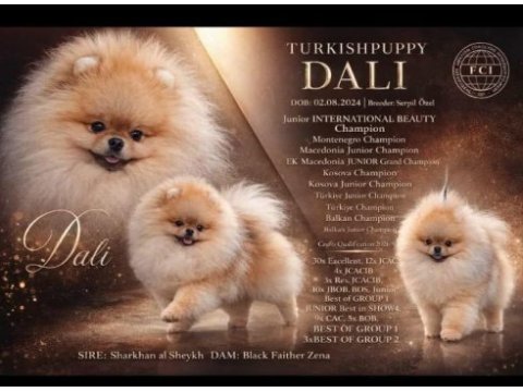 Fcı şecereli mini teacup pomeranian boo erkek yavrular