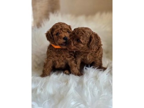 Tarçınlı kurabiye poodle