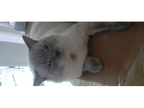 British shorthair 1 yaşına girdi uygun sahiplendiriyorum