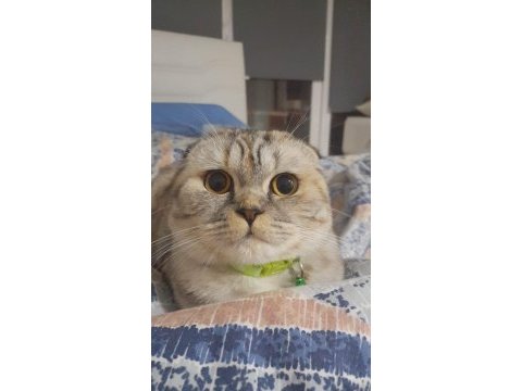 Scottish fold kızımıza damat arıyoruz