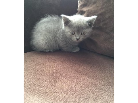 British shorthair yavru kediler