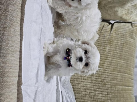 Safkan 0 numara kore maltese bebekler