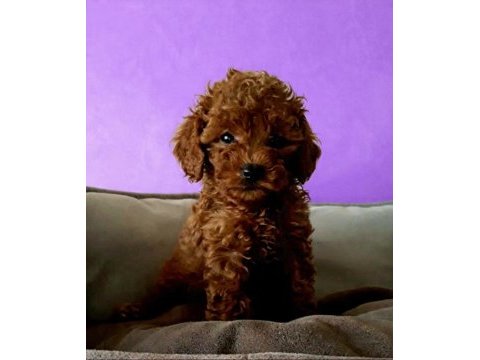 800 gr toy poodle