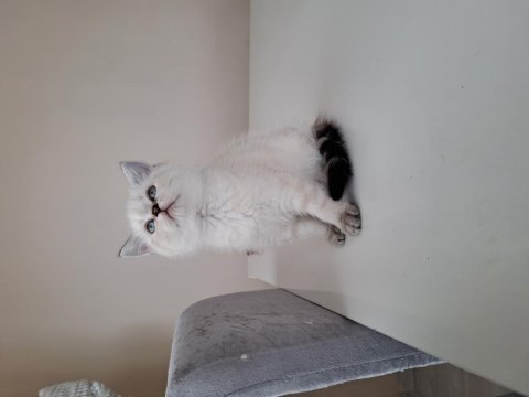 Scottish fold bluepoint