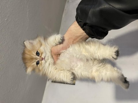 Anne baba şecereli safkan british longhair dişi
