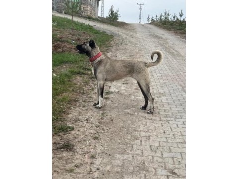 Saf kangal köpeği yerlisinden