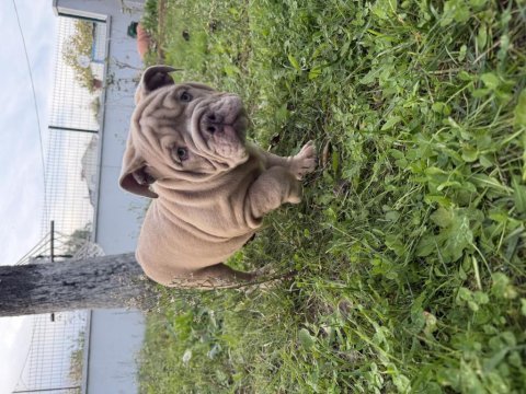 Türkiyenin en güzel renklerine sahip ingiliz bulldog