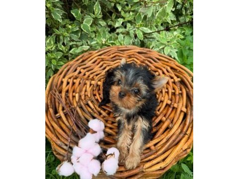 Teacup yorkshire terrier