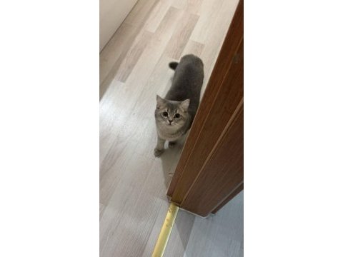 British shorthair 12 aylık kedimiz