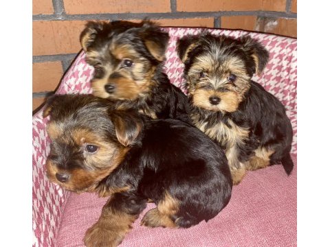 Dişi ve erkek yorkshire terrier yavrularımız
