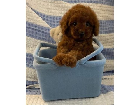 Safkan toy poodle kilo garantili yavrular