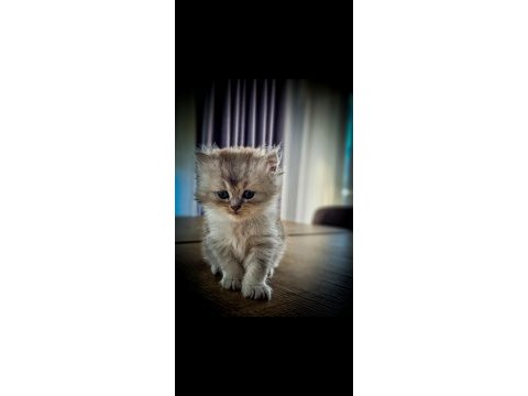British longhair