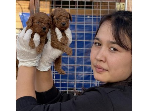 Toypoodle yavruları elite seri burada