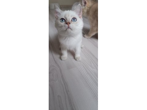 Bursa golden ve golden point british shorthair yavrular