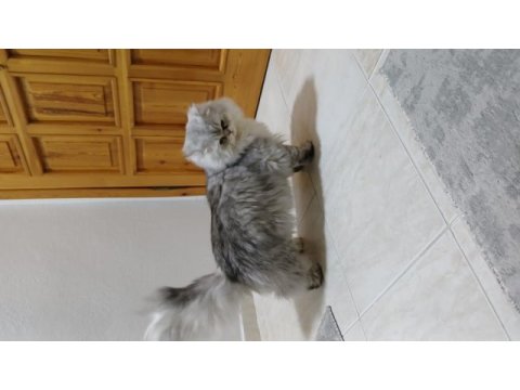 Chinchilla 8,5 aylık