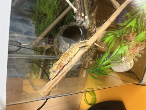 Ucuza harlequinn morf crested gecko